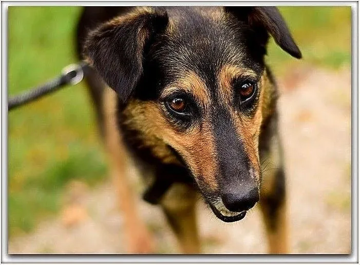 Średnia,przyjazna,kontaktowa,sterylizowana suczka BOLA.Adopcja., , Bydgoszcz