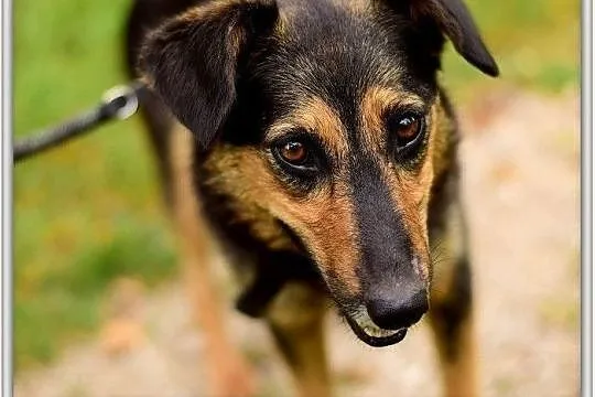 Średnia,przyjazna,kontaktowa,sterylizowana suczka BOLA.Adopcja., , Bydgoszcz