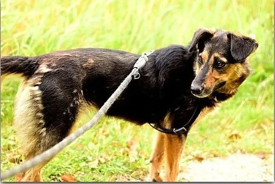 Średnia,przyjazna,kontaktowa,sterylizowana suczka BOLA.Adopcja., , Bydgoszcz