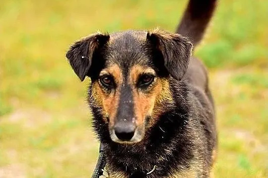 Średnia,przyjazna,kontaktowa,sterylizowana suczka BOLA.Adopcja., , Bydgoszcz
