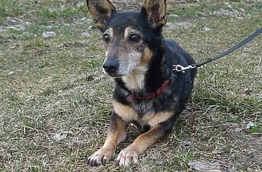 Kangurek - bardzo ufny i delikatny okruszek do ad