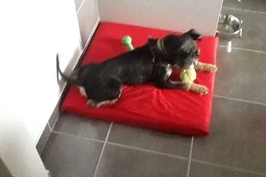 Żaba - roczna mini sznaucerka szuka nowego domu!, 