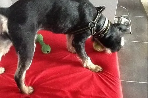 Żaba - roczna mini sznaucerka szuka nowego domu!, 