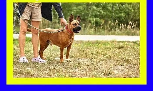 30kg,ciapowaty,przyjacielski,amstaff mix,pies STEF