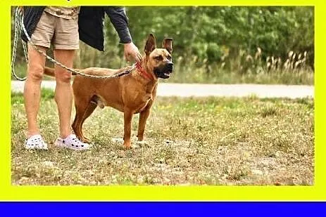 30kg,ciapowaty,przyjacielski,amstaff mix,pies STEF