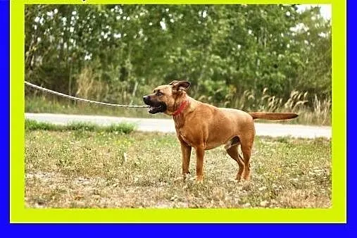 30kg,ciapowaty,przyjacielski,amstaff mix,pies STEF