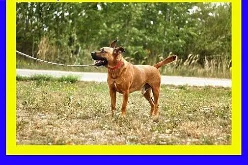 30kg,ciapowaty,przyjacielski,amstaff mix,pies STEF