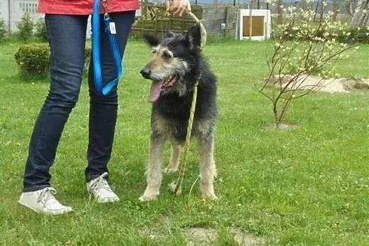 Jedyne co miał to łańcuch, teraz czeka na DOM!,  ł