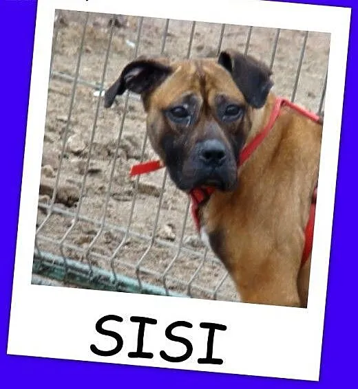 Amstaff mix,aktywna,przyjazna ,łagodna suczka SISI