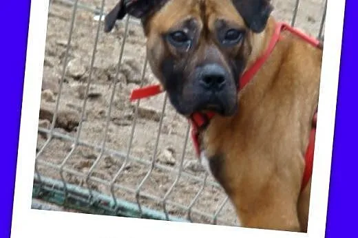 Amstaff mix,aktywna,przyjazna ,łagodna suczka SISI