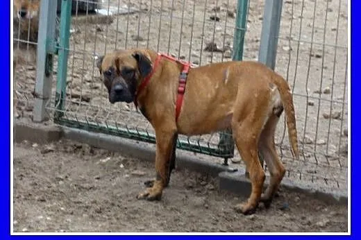 Amstaff mix,aktywna,przyjazna ,łagodna suczka SISI