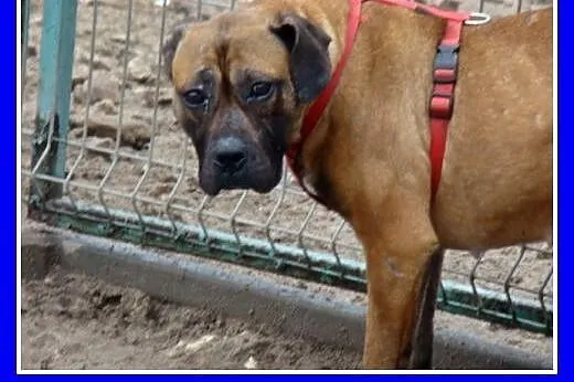 Amstaff mix,aktywna,przyjazna ,łagodna suczka SISI