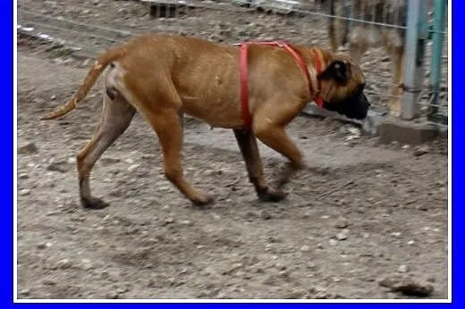 Amstaff mix,aktywna,przyjazna ,łagodna suczka SISI