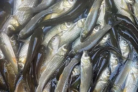 Ryby narybek Karpia karp Lin Karaś koi złoty Jesiotr Albinos Amur Tołpyga
