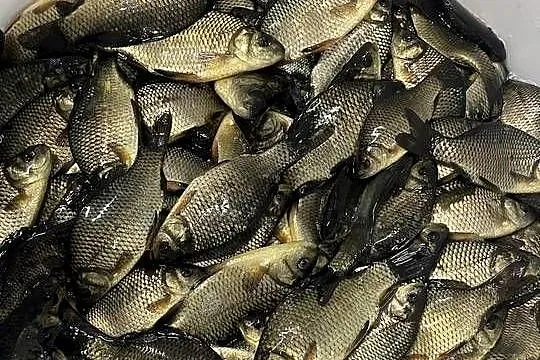 Ryby narybek Karpia karp Lin Karaś koi złoty Jesiotr Albinos Amur Tołpyga, Wielkopolskie, Kleczew