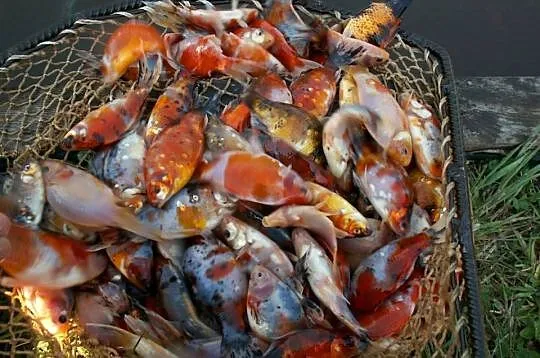 Ryby narybek Karpia karp Lin Karaś koi złoty Jesiotr Albinos Amur Tołpyga, Wielkopolskie, Kleczew