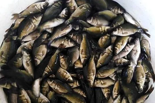 Ryby narybek Karpia karp Lin Karaś koi złoty Jesiotr Albinos Amur Tołpyga, Wielkopolskie, Kleczew