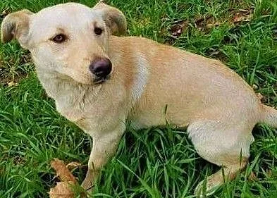 PUNIA - 8 miesięczna, piękna sunia nie radzi sobie w schronisku, ADOPTUJ, Mazowieckie, Warszawa