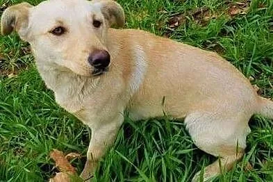 PUNIA - 8 miesięczna, piękna sunia nie radzi sobie w schronisku, ADOPTUJ