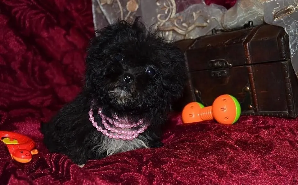 Maltipoo maltańczyk pudel toy