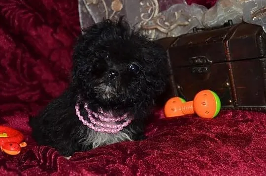Maltipoo maltańczyk pudel toy