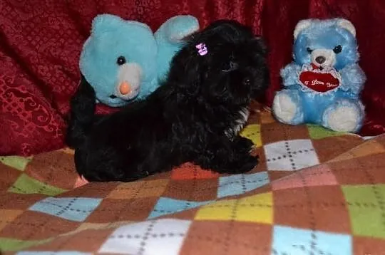 Maltipoo maltańczyk pudel toy