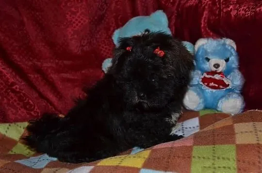 Maltipoo maltańczyk pudel toy