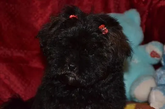Maltipoo maltańczyk pudel toy