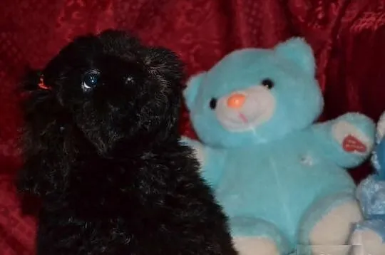Maltipoo maltańczyk pudel toy