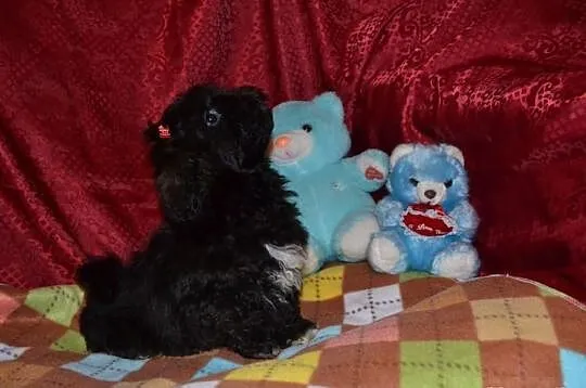 Maltipoo maltańczyk pudel toy