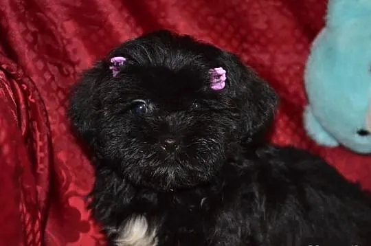 Maltipoo maltańczyk pudel toy