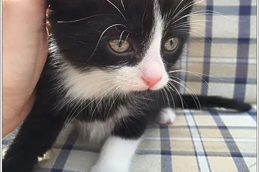 Kto pokocha FELIXA 7 tyg. kociaka?,  mazowieckie W