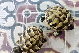 Żółw grecki (Testudo hermanni) z mojej hodowli w Gdańsku- rocznik 2024