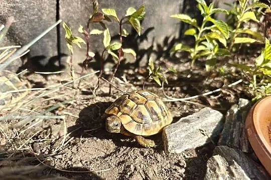 Żółw grecki (Testudo hermanni) z mojej hodowli w Gdańsku- rocznik 2024, Pomorskie, Gdańsk