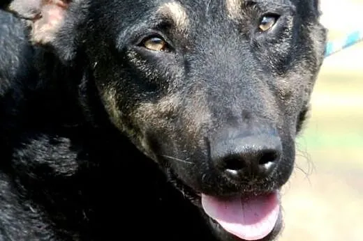 Porter piękny,łagodny psiak średniej wielkości ADOPCJA,  małopolskie Kraków