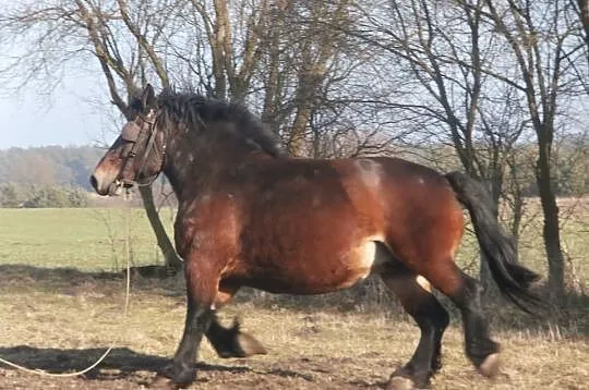 Klacz zimnokrwista, wysokoźrebrna
