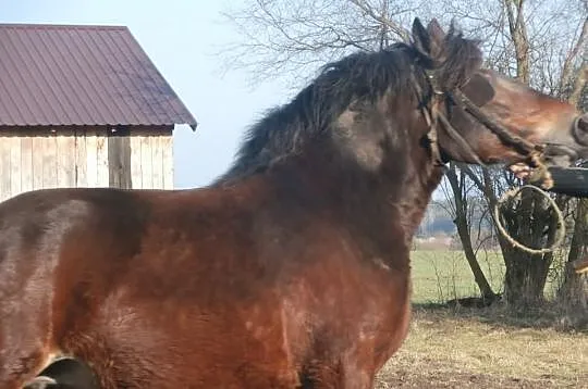 Klacz zimnokrwista, wysokoźrebrna