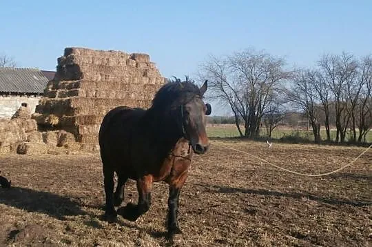 Klacz zimnokrwista, wysokoźrebrna