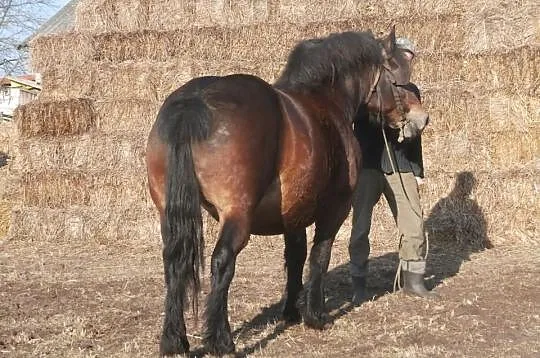 Klacz zimnokrwista, wysokoźrebrna
