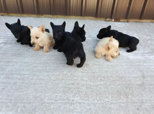 Szczenięta Scottish Terrier   WhatsApp +447506188115, , leeds