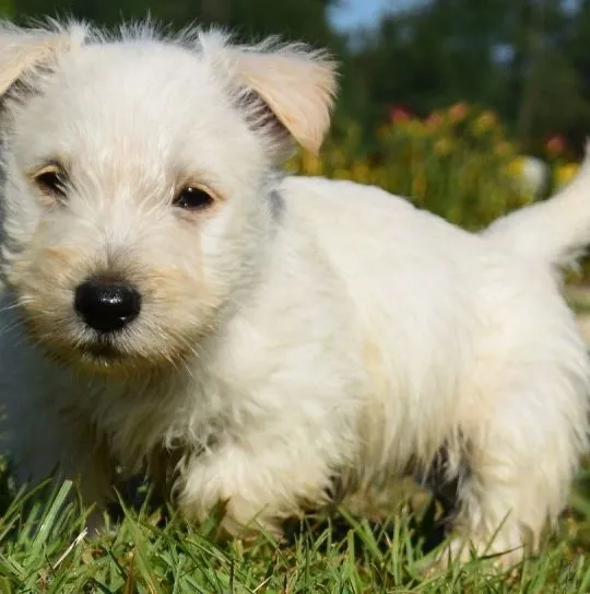 Szczenięta Scottish Terrier   WhatsApp +447506188115, , leeds