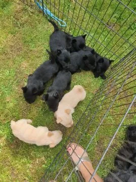 Szczenięta Scottish Terrier   WhatsApp +447506188115, , leeds