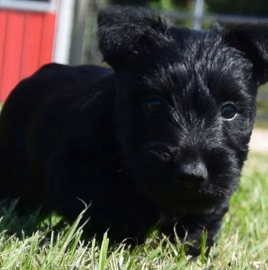 Szczenięta Scottish Terrier   WhatsApp +447506188115, , leeds