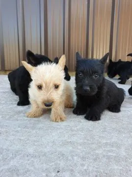 Szczenięta Scottish Terrier   WhatsApp +447506188115, , leeds