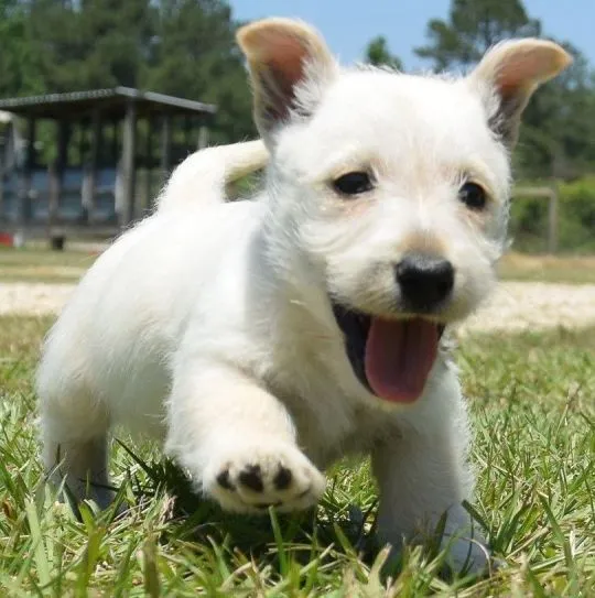 Szczenięta Scottish Terrier   WhatsApp +447506188115