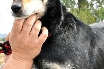 Trusia kochana, dziecio i pso lubna, łagodna suczk