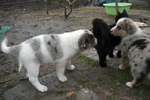 Farm collie, nie border collie, blue merle,  lubel