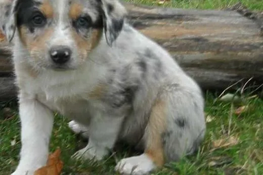 Farm collie, nie border collie, blue merle,  lubel