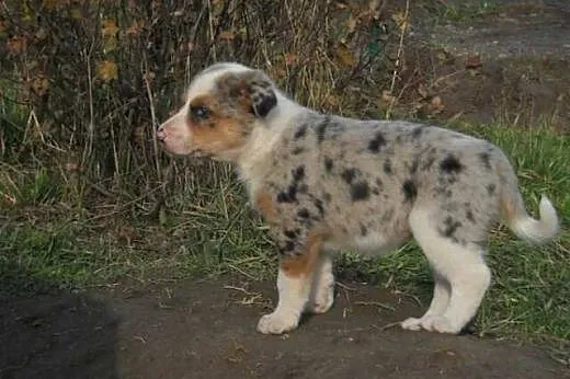 Farm collie, nie border collie, blue merle,  lubel