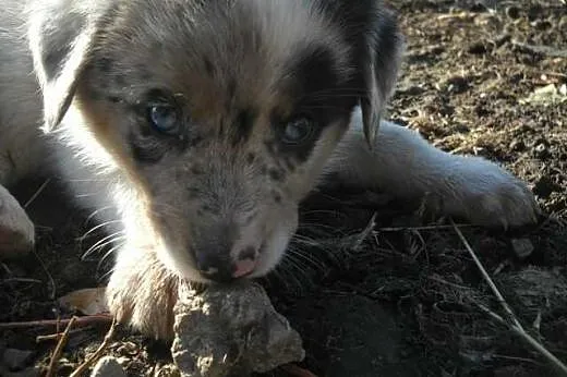 Farm collie, nie border collie, blue merle,  lubel